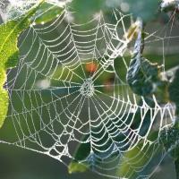 Lake Lagunitas Spiders