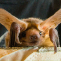 NorCal Bats: Animal Encounter