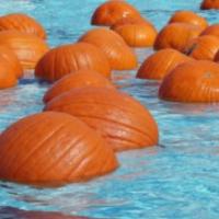 Floating Pumpkin Patch at the Terra Linda Community Pool