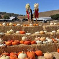 Grossi Family Farm Pumpkin Patch