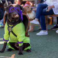 Larson Family Winery Canine Costume Contest