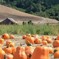 Nicasio Pumpkin Patch Open Daily Through October 31