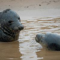 Wildlife Kayak Day Tours at China Camp State Park with Kayak &am…