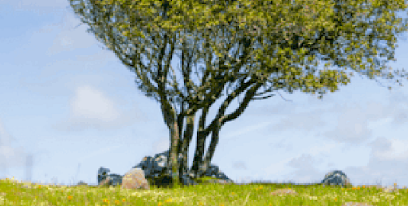 MALT Hosts Free Spring Wildflower Walk at Leiss Ranch