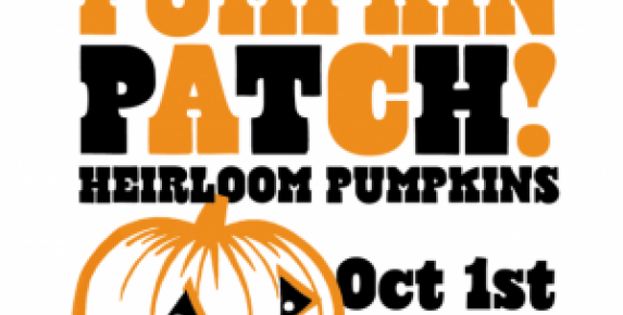 Honor System Pumpkin Patch at Marin Country Mart