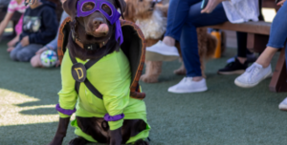 Larson Family Winery Canine Costume Contest