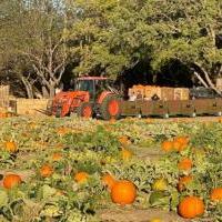 Mickelson Pumpkin Patch