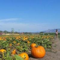 Santa Rosa Pumpkin Patch