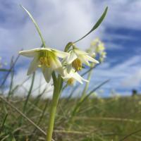 CANCELLED - Mount Burdell Early Blooms