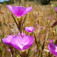 Wildflower Docent Training #1