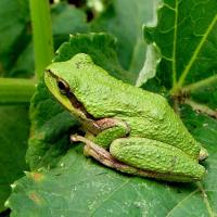 Family Walk: Indian Valley