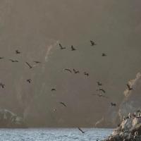 Morning Bird Walk at Slide Ranch