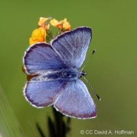 Senior Stroll: Earthquake Trail