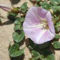 Abbotts Lagoon Plants