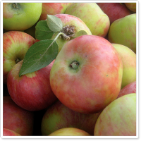 Marin Farmers Markets