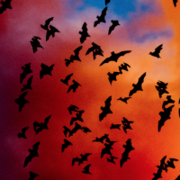 Marin Symphony Pops 2026: Bats & Bugs & Birds, Oh My! at…