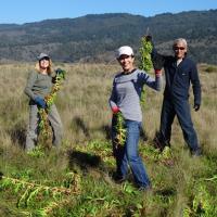 Kent Island Restoration