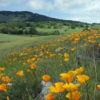 CANCELLED - Mount Burdell Wildflowers