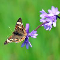 CANCELLED - Senior Stroll: Escalon Fire Road