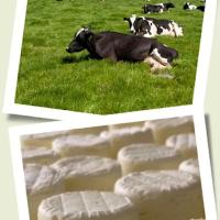Guided Tour and Cheese Tasting at Nicasio Valley Cheese Company