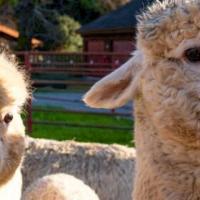 MALT's 2nd Annual Day on the Ranch