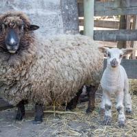 Mother's Day at Slide Ranch