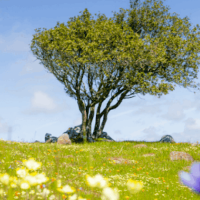 MALT Hosts Free Spring Wildflower Walk at Leiss Ranch