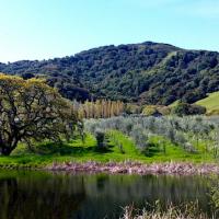 Daily Lunch, Olive Olive and Wine Tastings at McEvoy Ranch