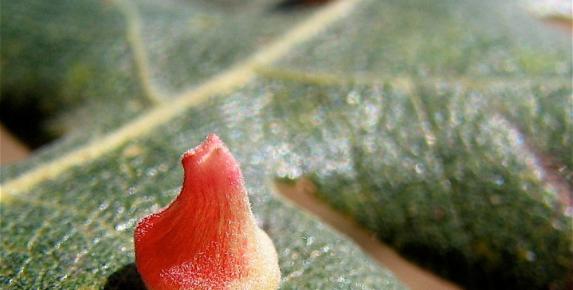 Plant Galls