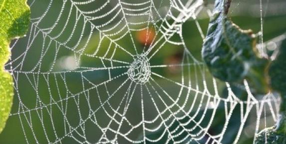 Family Walk: Lake Lagunitas Spiders