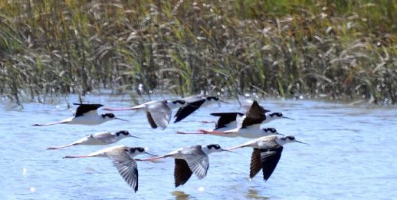 Hamilton Wetlands