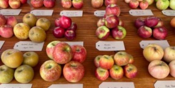 Fourth Annual Heirloom Apple Festival