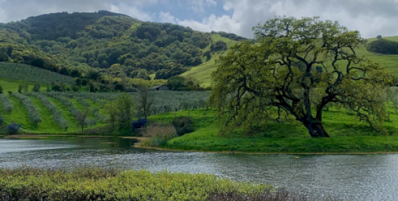 Gather at the Grove Fridays at McEvoy Ranch