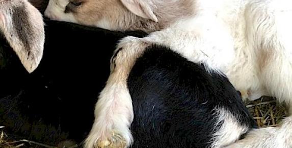 Family Farm Day at Slide Ranch:  Giving Thanks