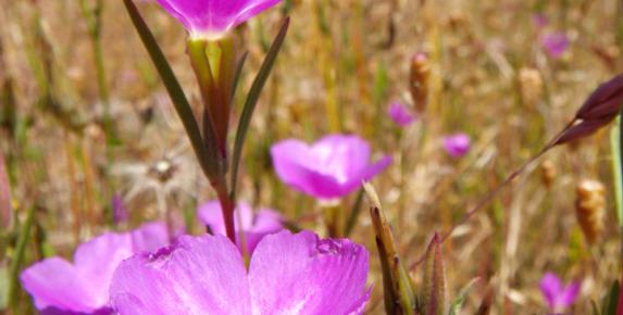 Wildflower Docent Training #1