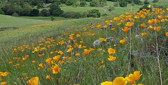Mount Burdell Wildflowers