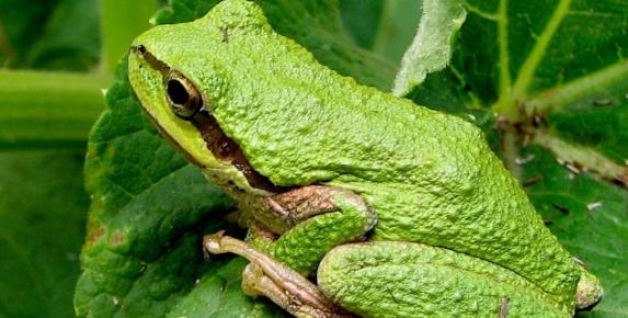 Family Walk: Indian Valley