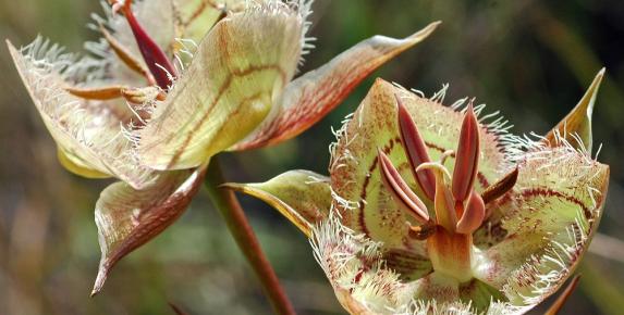 Lecture: Wildflowers of Tiburon Peninsula