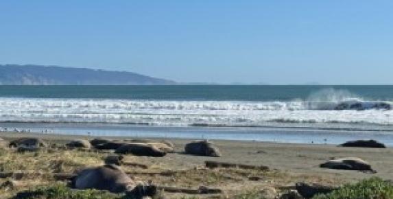 Visit Elephant Seals Drakes Beach