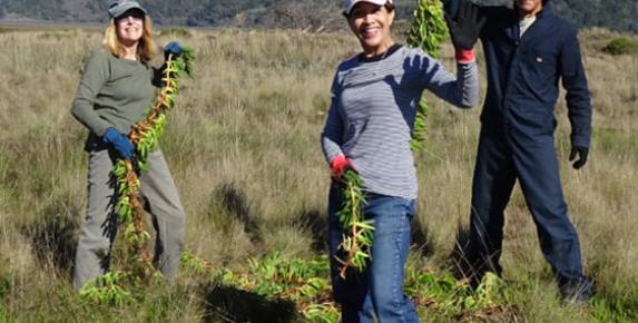 Kent Island Restoration