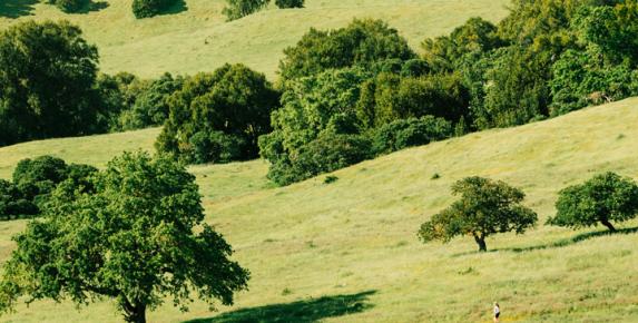 CANCELLED - Spring Equinox Dog Walk