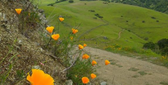 Loma Alta: Blossoms and Birds