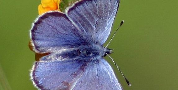 Senior Stroll: Earthquake Trail