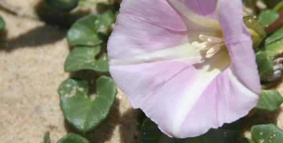 Abbotts Lagoon Plants