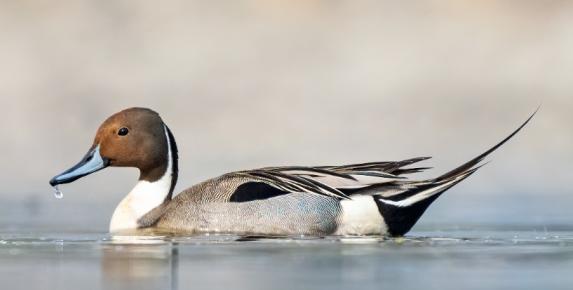 Hamilton Wetlands Birds