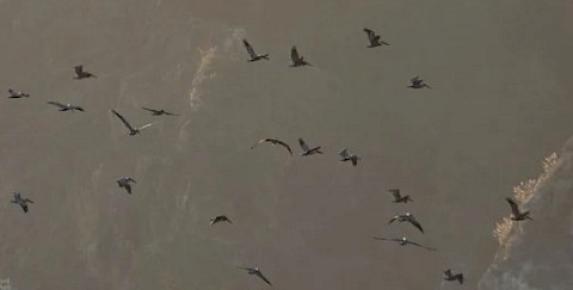 Morning Bird Walk at Slide Ranch