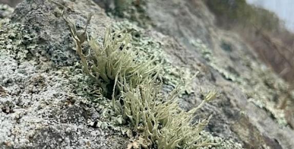 Geology Walk at Slide Ranch