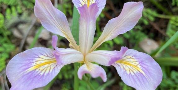 CANCELLED - Lake Lagunitas