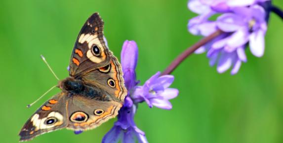 CANCELLED - Senior Stroll: Escalon Fire Road