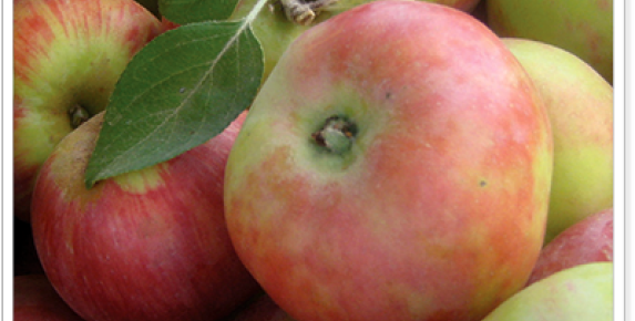 Marin Farmers Markets